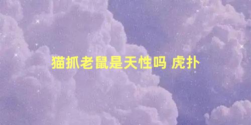 猫抓老鼠是天性吗 虎扑